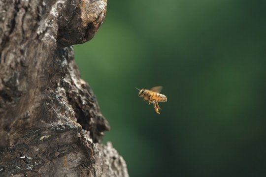 Tagebuch einer Biene - Szenenbild 6