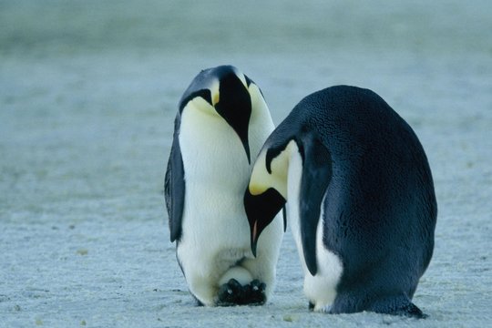 Die Reise der Pinguine - Szenenbild 8