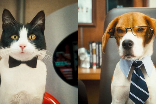 Cats & Dogs 2 - Szenenbild 2