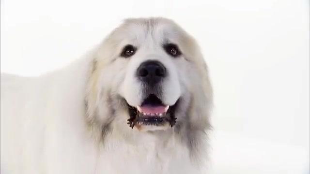Das große Hunde-ABC - Trailer - Deutsch - SD