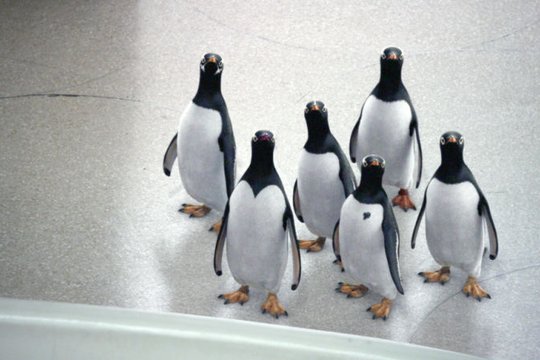 Mr. Poppers Pinguine - Szenenbild 12