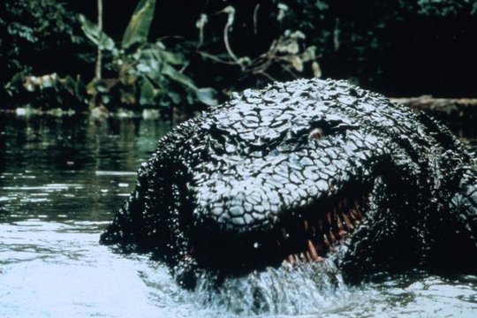 Killer Crocodile 2 - Die Mörderbestie - Szenenbild 2