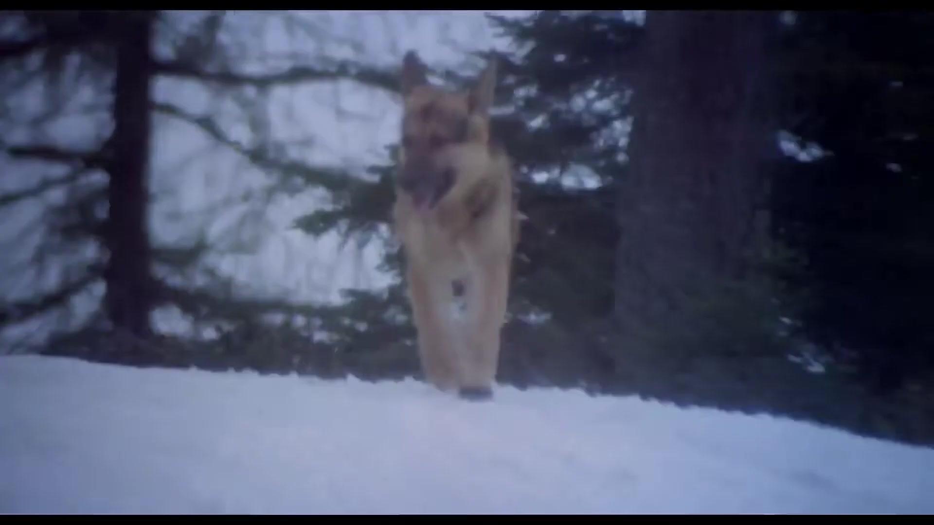 Jack Londons Wolfsblut - Trailer - Italienisch - HD