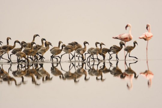 Das Geheimnis der Flamingos - Szenenbild 2