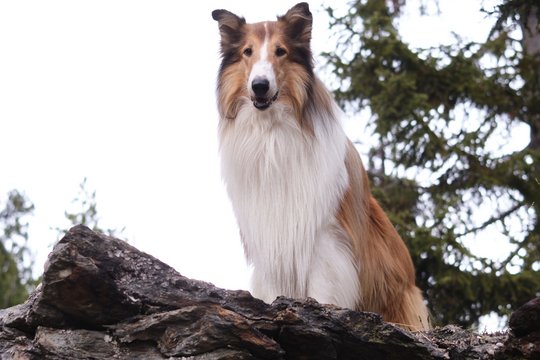 Lassie 2 - Ein neues Abenteuer - Szenenbild 5