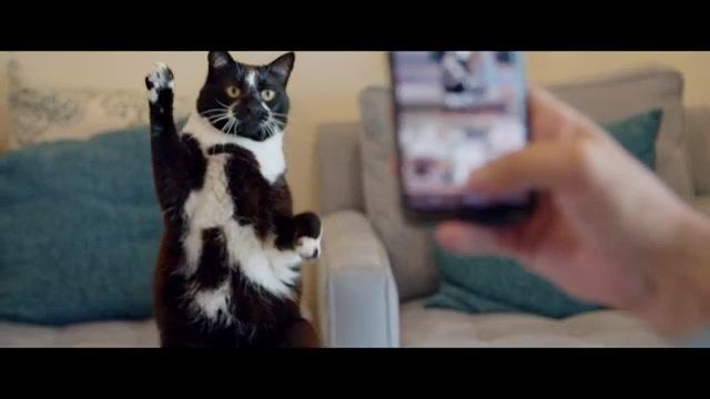 Cat Daddies - Trailer - Deutsch - SD