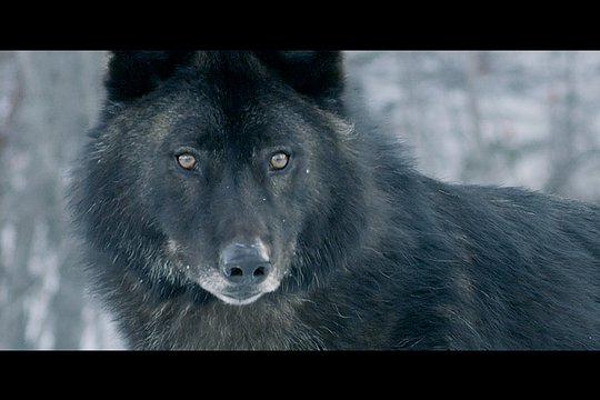 Daughter of the Wolf - Szenenbild 3