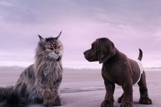 Miau & Wau - Szenenbild 5
