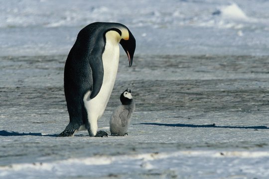 Die Reise der Pinguine - Szenenbild 3