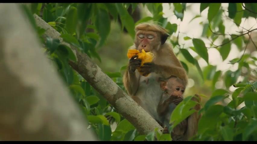 Monkey Kingdom - Im Reich der Affen - Trailer - Englisch - SD