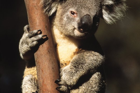 Wildes Australien - Die komplette Serie - Szenenbild 3