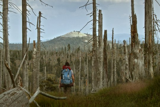 Der wilde Wald - Szenenbild 14