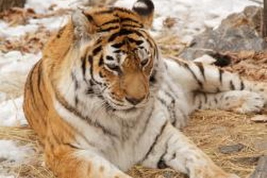 Im Bann des Sibirischen Tigers - Szenenbild 3