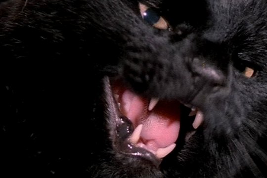 Black Cat - Szenenbild 5