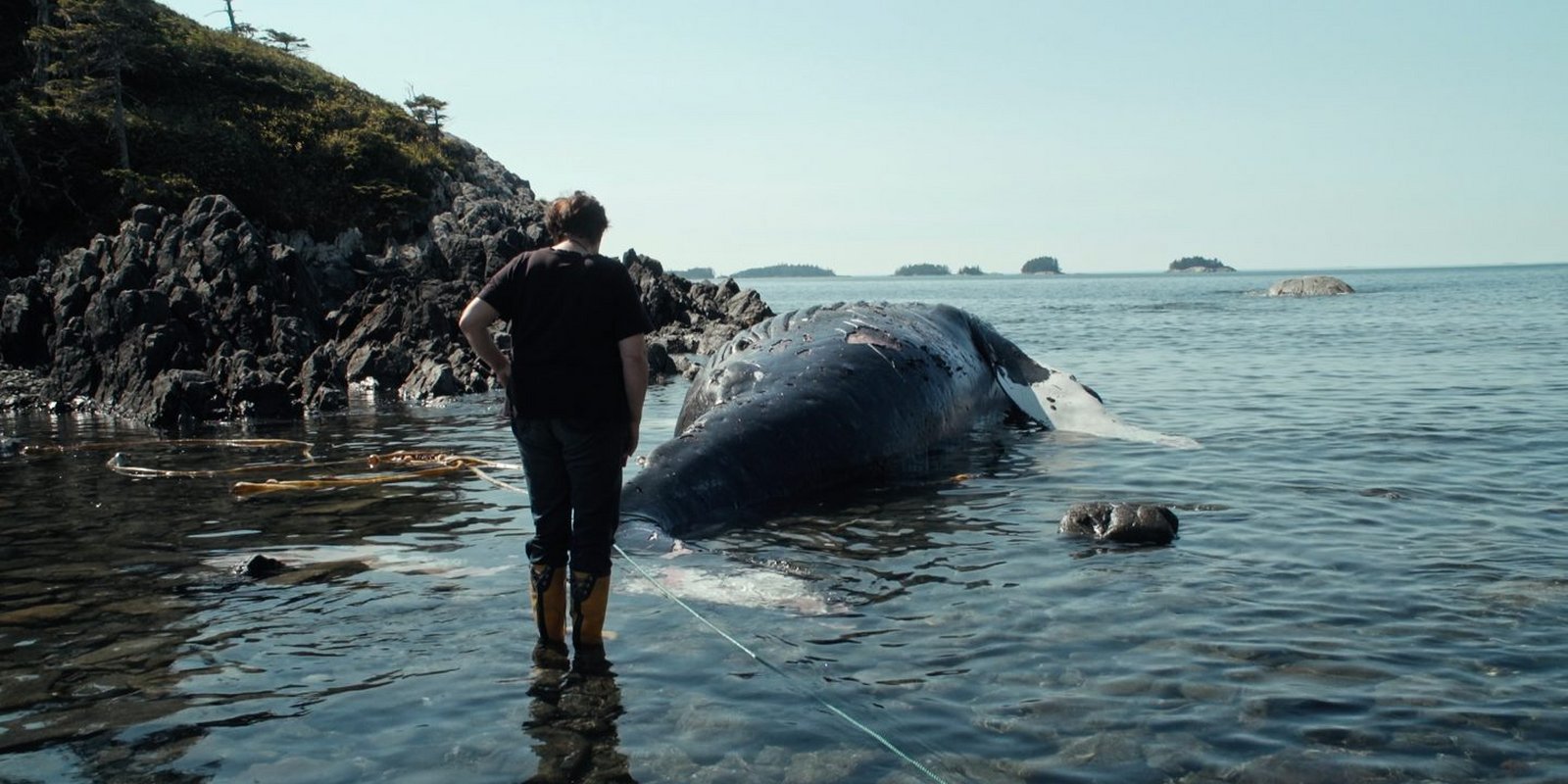 The Whale and the Raven