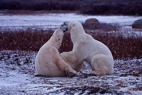 IMAX - Wonders of the Arctic - Szenenbild 2