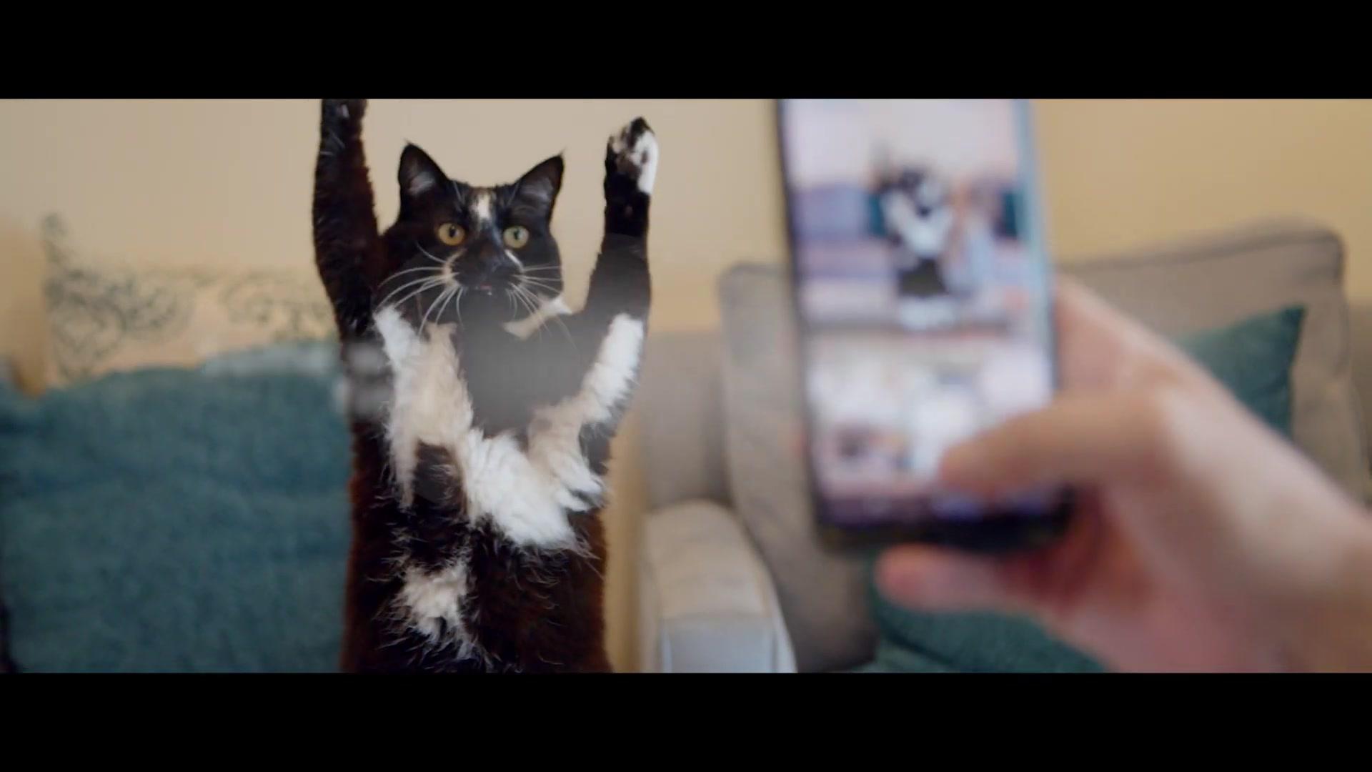 Cat Daddies - Teaser - Englisch - HD