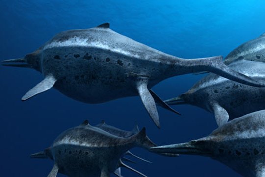 IMAX - Sea Rex 3D - Szenenbild 5