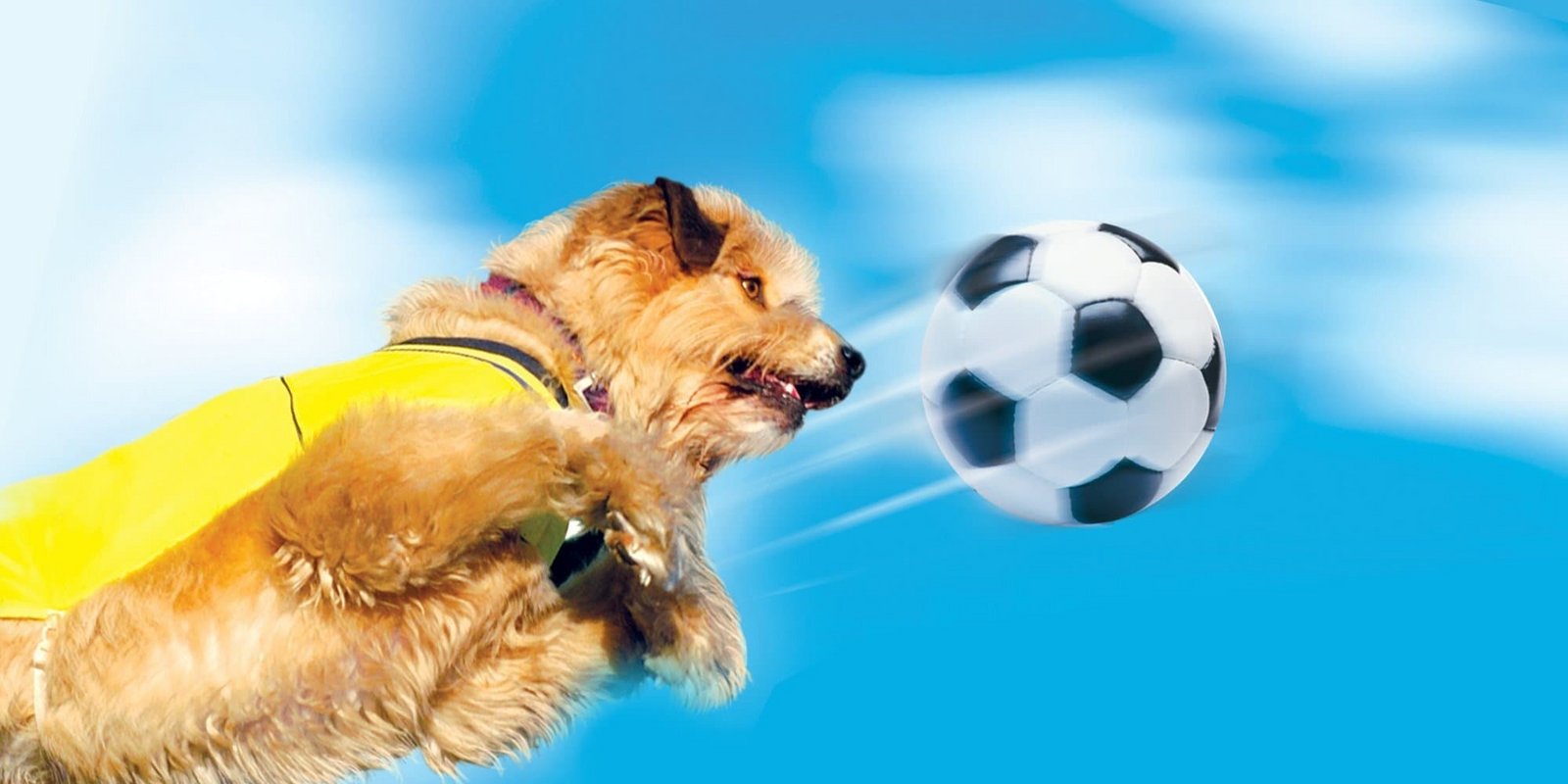 Soccer Cup - Torschütze auf 4 Pfoten