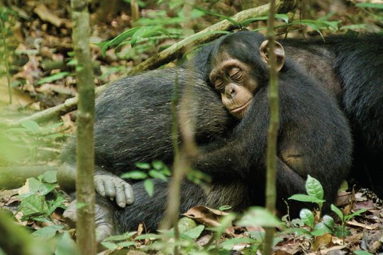 Schimpansen - Szenenbild 19
