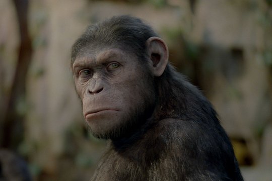 Der Planet der Affen - Prevolution - Szenenbild 8