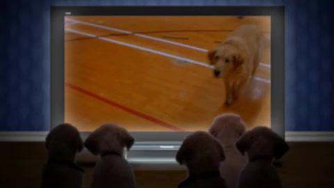 Air Bud - Champion auf vier Pfoten - Trailer - Englisch - SD