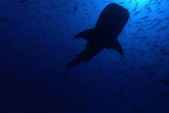 National Geographic - Das große Wunder der Tierwanderungen - Szenenbild 5