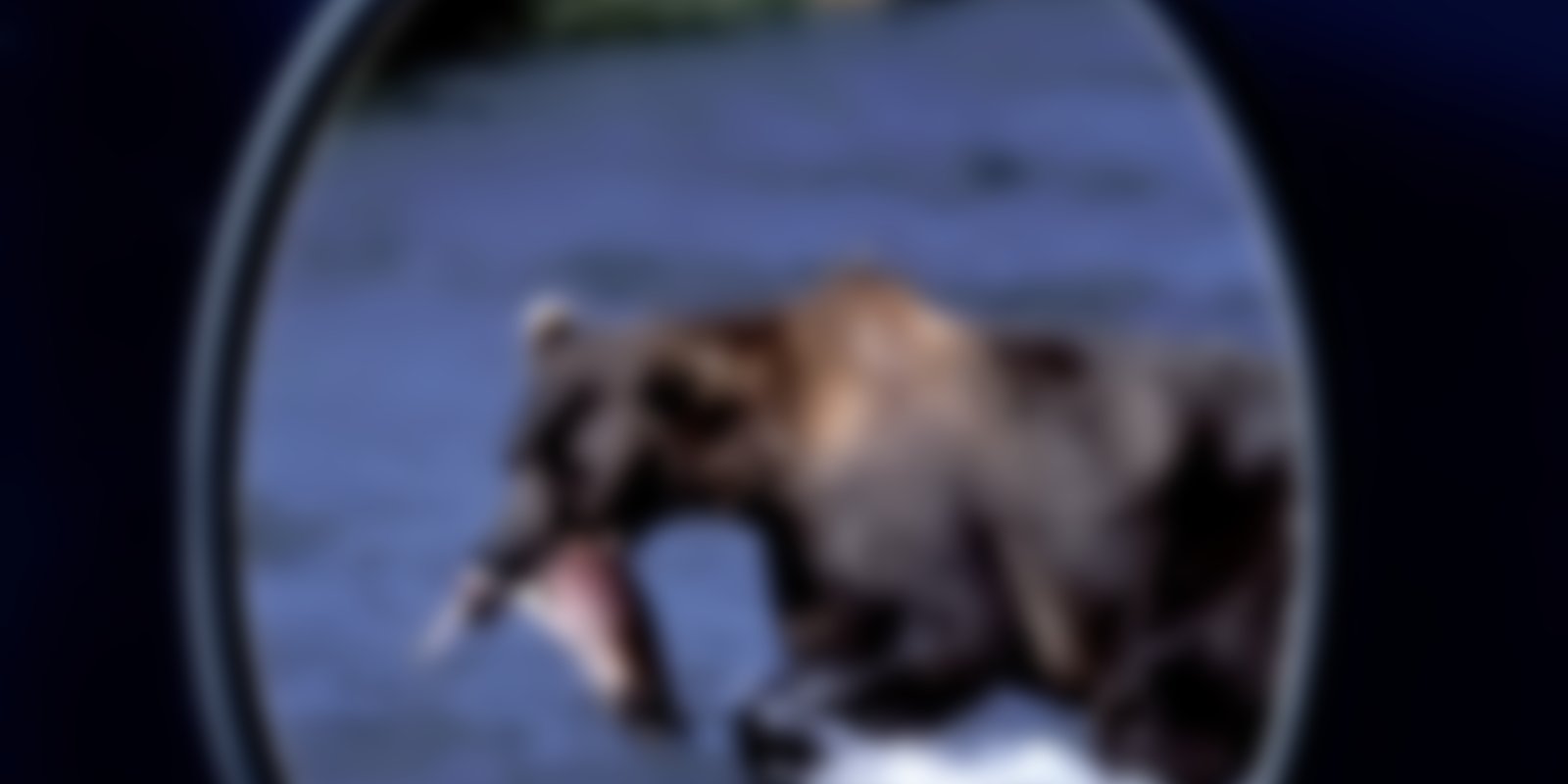 Faszinierende Tierwelten - Kodiakbären