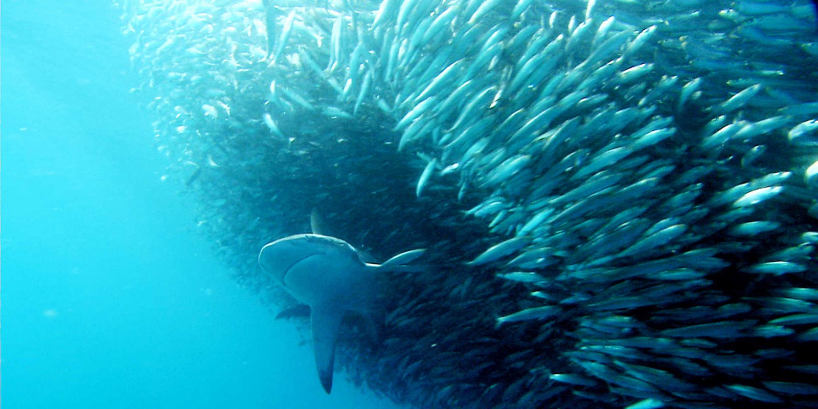 Superfish