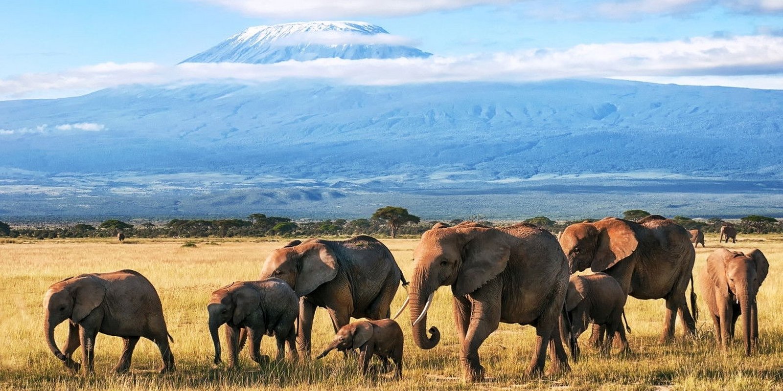 National Geographic - Das große Wunder der Tierwanderungen