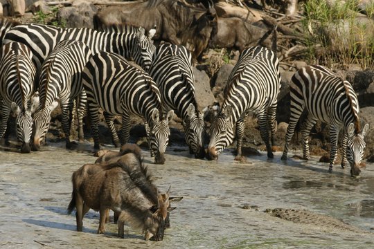 Serengeti - Szenenbild 16