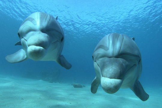 Dolphins in the Deep Blue Ocean - Szenenbild 2