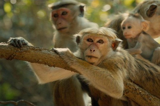 Monkey Kingdom - Im Reich der Affen - Szenenbild 15