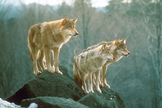 Faszinierende Tierwelten - Wölfe - Szenenbild 1