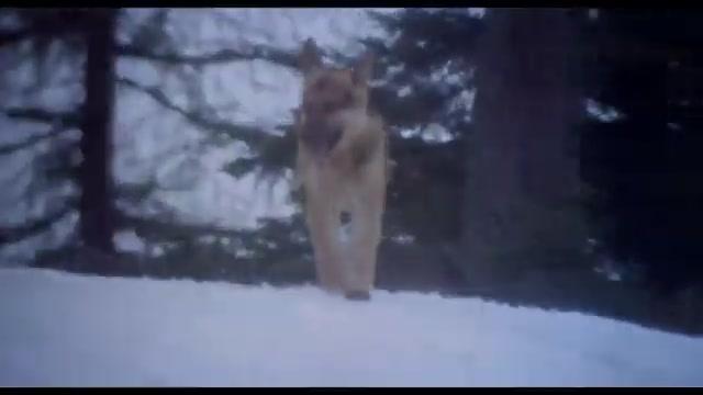 Jack Londons Wolfsblut - Trailer - Italienisch - SD
