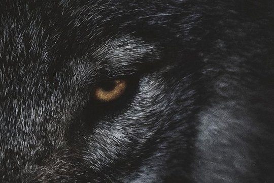 Out Come the Wolves - Szenenbild 13