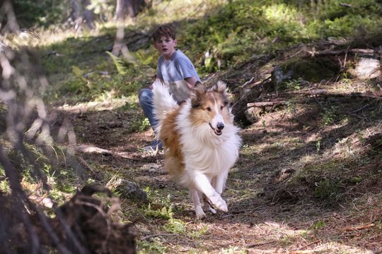 Lassie 2 - Ein neues Abenteuer - Szenenbild 36