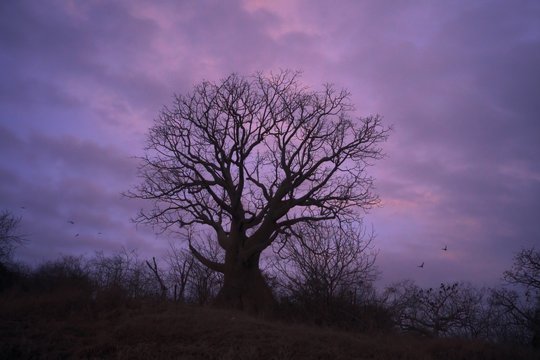 Wir, die Wolfs - Szenenbild 12
