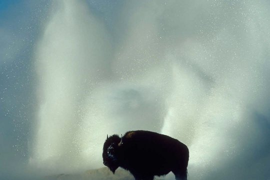 National Geographic - Yellowstone - Szenenbild 3