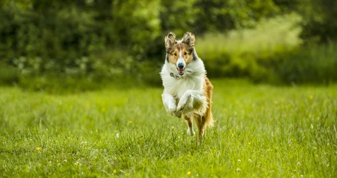 Lassie - Eine abenteuerliche Reise: DVD ...