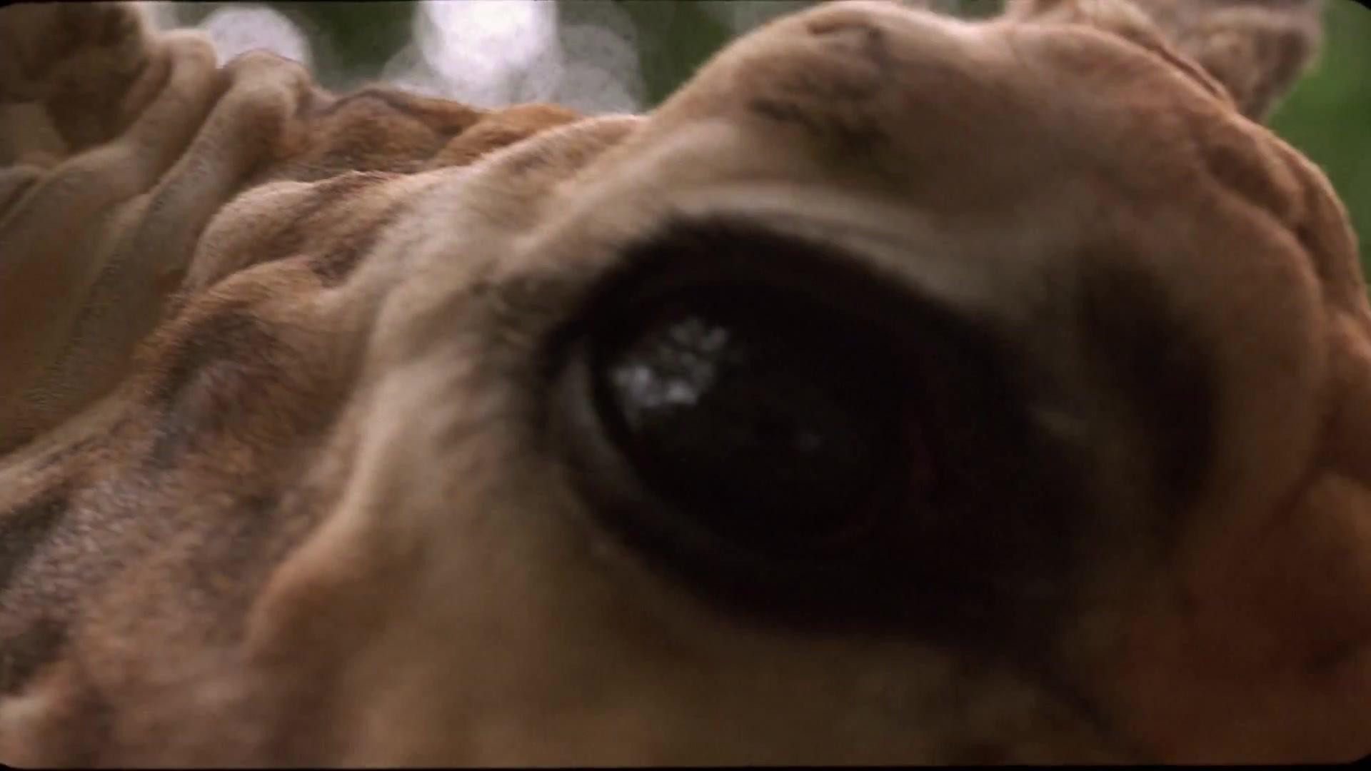 Giraffada - Trailer - Deutsch - SD