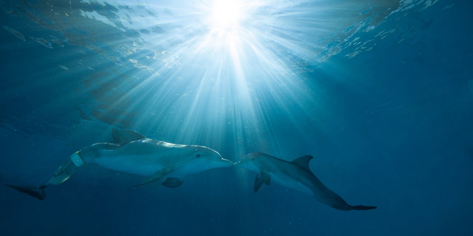 Mein Freund, der Delfin 2