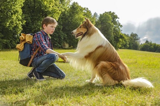 Lassie - Eine abenteuerliche Reise - Szenenbild 3