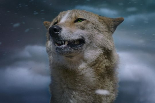 Der letzte Wolf - Szenenbild 17