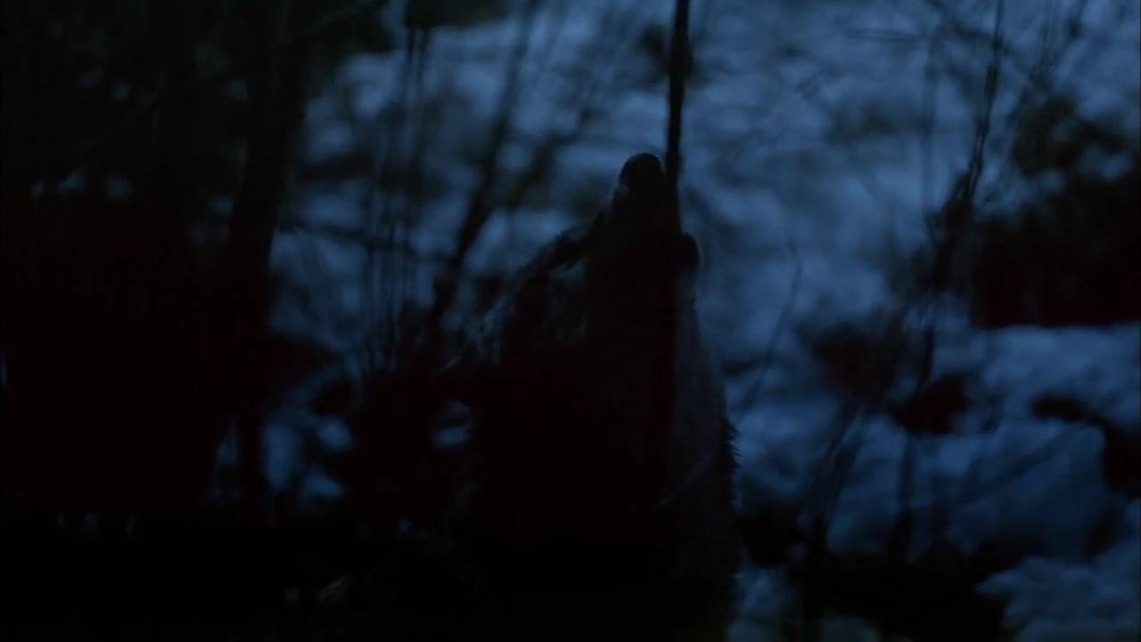 IMAX - Wolves - Trailer - Deutsch - HD