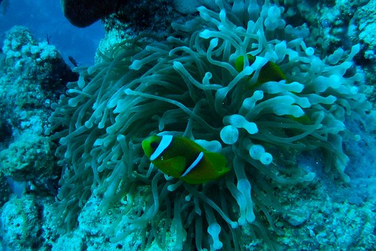 Dive 3D - Leben im Schiffswrack - Szenenbild 4