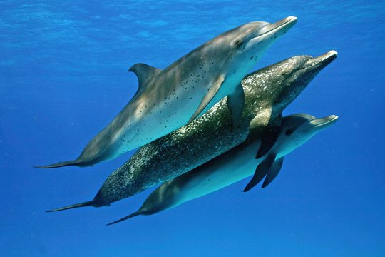 Delfine und Wale 3D - Szenenbild 1