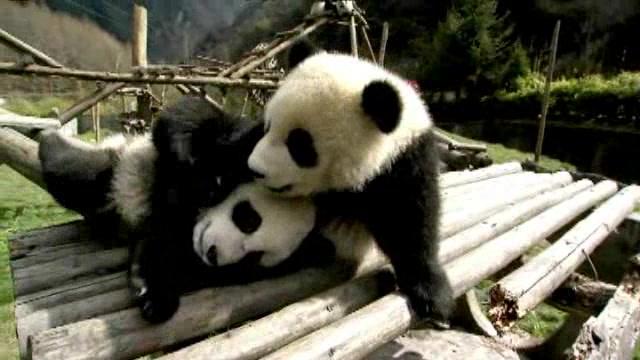 Der kleine Panda - Trailer - Deutsch - SD