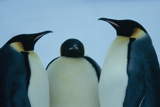 Die Reise der Pinguine - Szenenbild 15