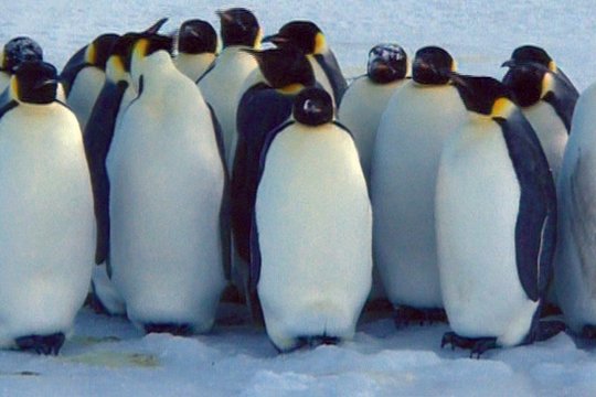Pinguine - Szenenbild 4